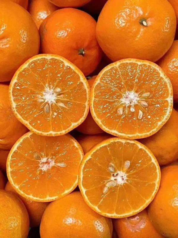 橘子和沃柑都开始面市了，什么季节的沃柑最好吃-第2张