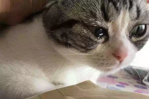 猫咪流泪不是因为感动到哭（避免猫咪流泪的办法）-第1张