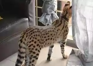 一只豹纹大猫突然出现绕着孩子转圈并咬住孩子毛衣 母猫无缘无故攻击自己的孩子-第3张