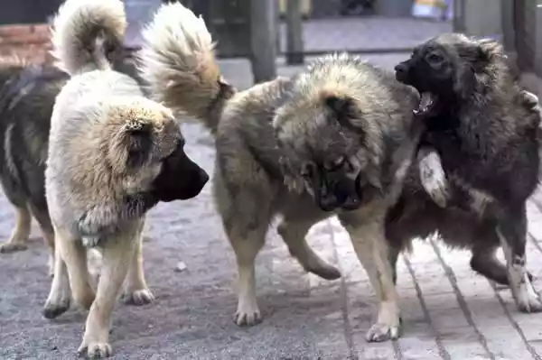 有着战斗民族之称的高加索犬（高加索犬是不是藏獒）-第7张