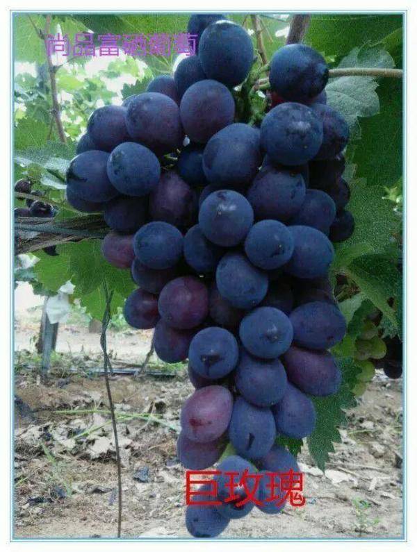 号称我会种最全葡萄品种图鉴，什么品种的葡萄最容易种植-第43张