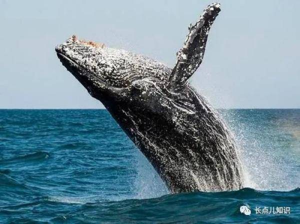 世界上最大的动物，世界上最大的蓝鲸多少米-第1张