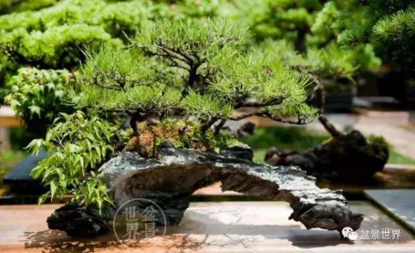 松林野，最美的100盆松树盆景建议收藏-第13张