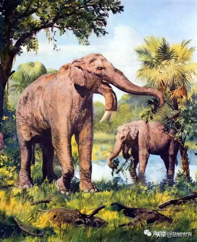 远古巨兽-恐象（最大巨恐象）-第12张