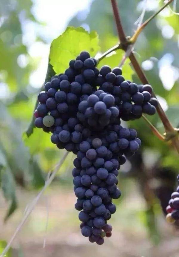 号称我会种最全葡萄品种图鉴，什么品种的葡萄最容易种植-第62张