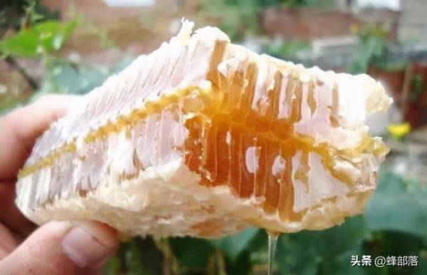 冷水冲蜂蜜会显示，如何辨别泡水后真假蜂蜜-第7张