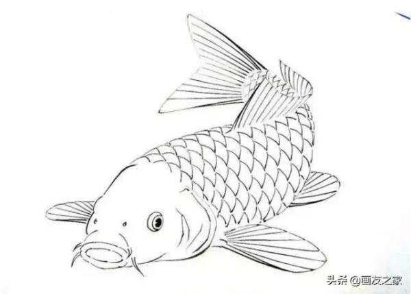 白描线稿各种鱼的画法（鱼的工笔画画法步骤）-第3张
