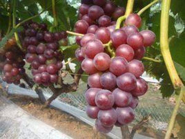 号称我会种最全葡萄品种图鉴，什么品种的葡萄最容易种植-第60张