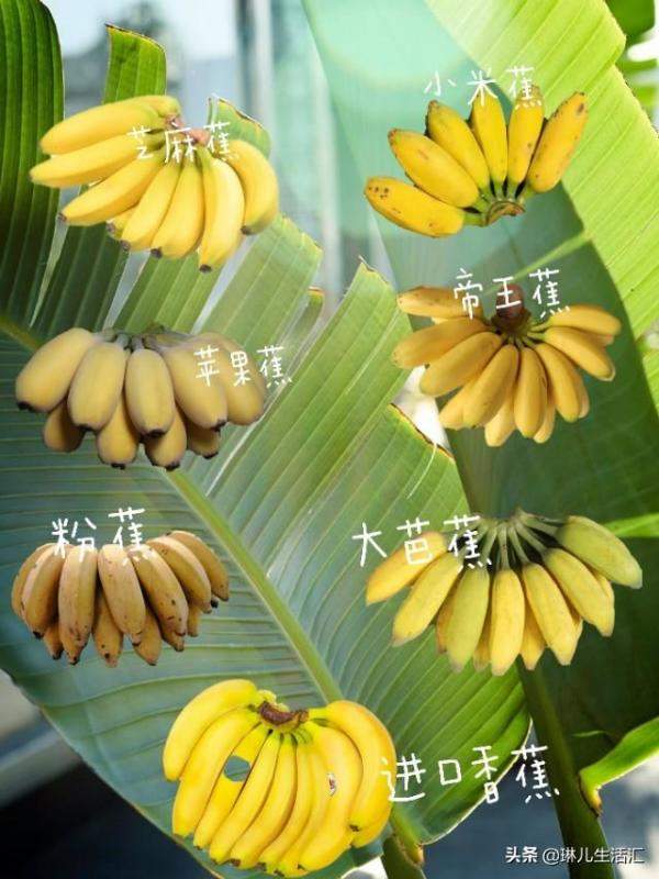 你了解它们的品种吗，香蕉还能这样吃好看又好吃-第11张