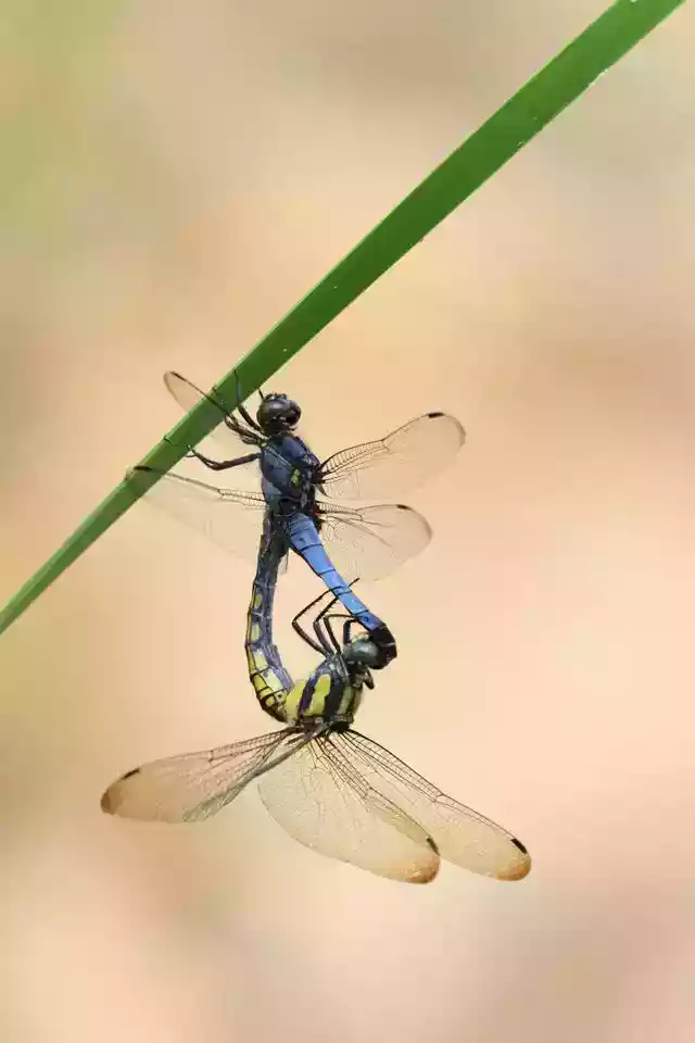 美丽的杀手蜻蜓（轻盈的蜻蜓）-第3张