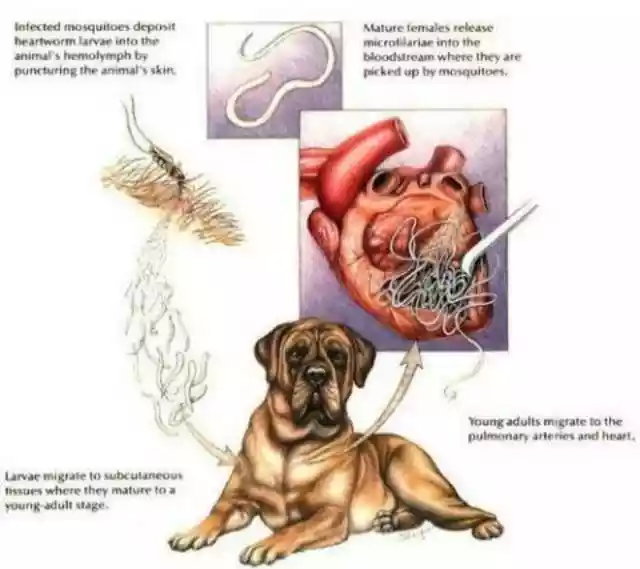 了解猫狗这6种常见体内寄生虫（猫狗驱虫体内体外哪种安全效果好）-第11张