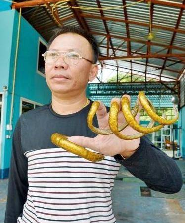 泰国男子留20厘米长（13万黄金指甲）-第3张