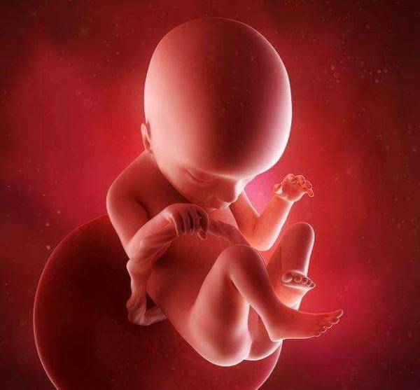 胎儿在子宫的成长阶段分享给准妈妈们，胎儿在子宫里怎么发育快-第1张