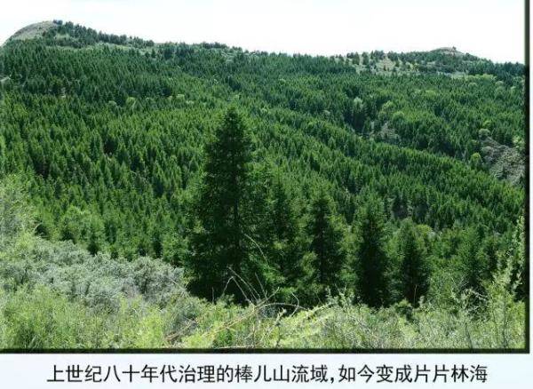 清水河县林业发展历程和变迁，长沙林业发展前景-第7张