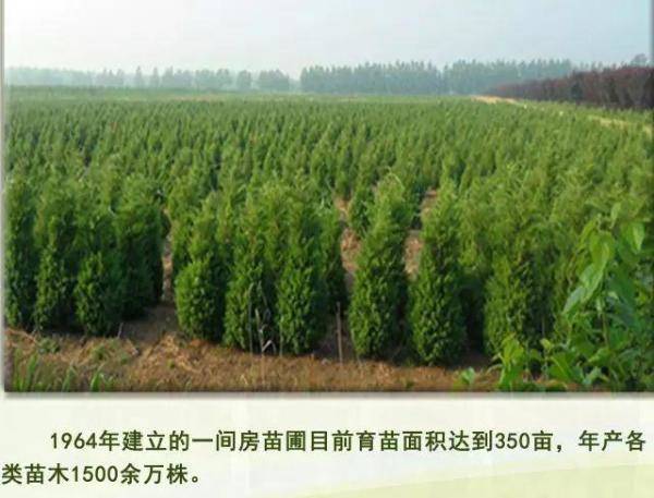 清水河县林业发展历程和变迁，长沙林业发展前景-第13张