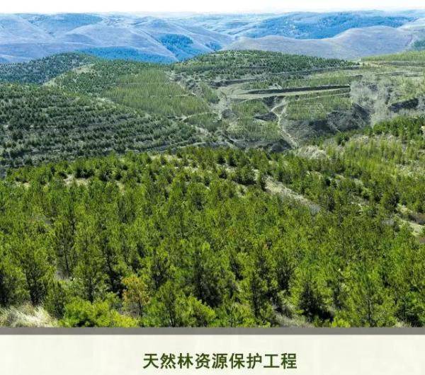 清水河县林业发展历程和变迁，长沙林业发展前景-第19张