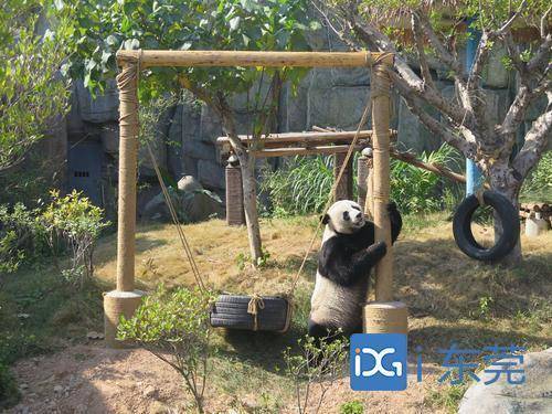 香市动物园大熊猫上演（在国外动物园的大熊猫可爱场景）-第2张