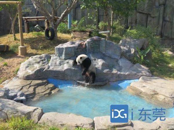 香市动物园大熊猫上演（在国外动物园的大熊猫可爱场景）-第3张