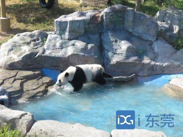 香市动物园大熊猫上演（在国外动物园的大熊猫可爱场景）-第4张