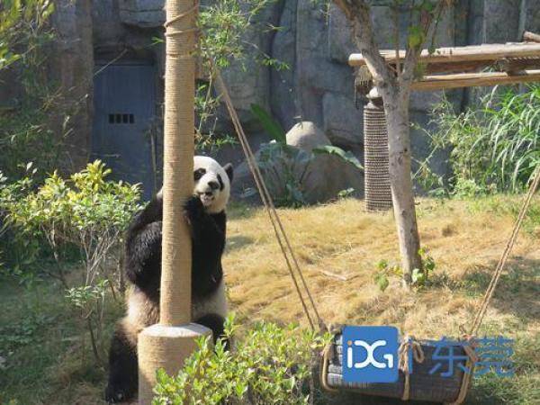 香市动物园大熊猫上演（在国外动物园的大熊猫可爱场景）-第5张