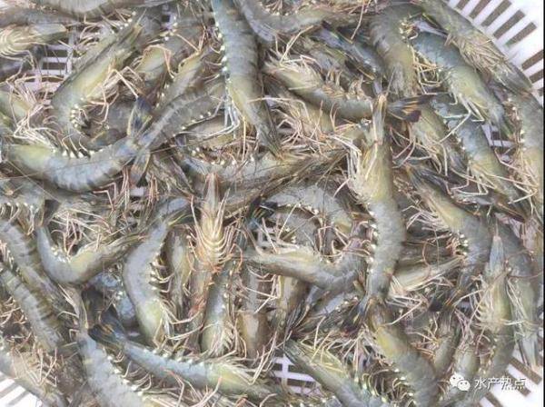 罗虾同比涨5元斤，最近为什么小龙虾行情会涨-第1张