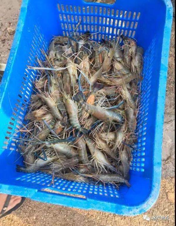 罗虾同比涨5元斤，最近为什么小龙虾行情会涨-第3张
