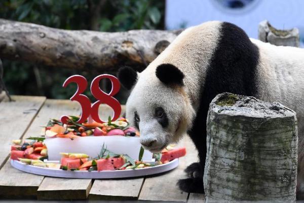 全球最年长圈养大熊猫去世（全球最长寿圈养大熊猫怎么去世）-第1张
