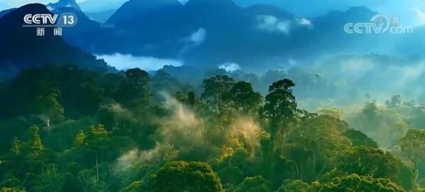 西双版纳热带雨林是地球同一纬度唯一绿洲，西双版纳热带雨林和原始森林-第5张