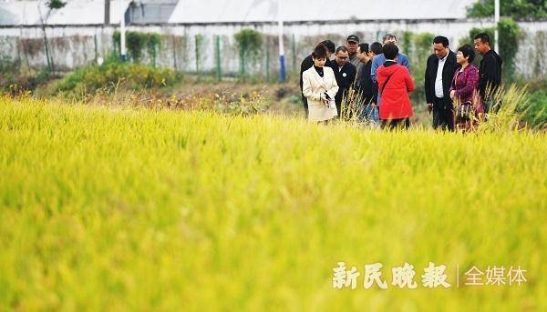 百姓米袋香喷喷，上海哪里的大米放心-第3张