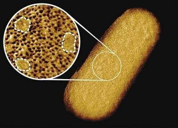 活大肠杆菌迄今最清晰结构图发布，大肠杆菌的细胞结构图解-第1张