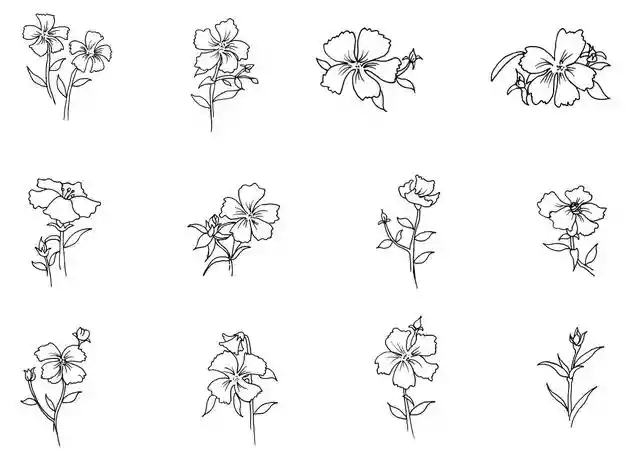 6种常见花卉简笔画画法（花卉的画法大全简笔画）-第4张