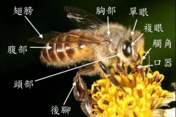 带你一次性了解蜜蜂，蜜蜂一年四季需要的温度-第3张