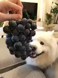 狗狗吃水果好处多多（狗狗可以经常吃水果吗）-第3张