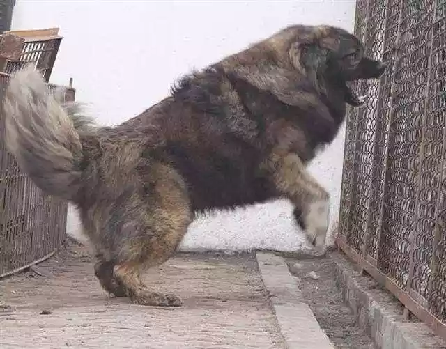 有着战斗民族之称的高加索犬（高加索犬是不是藏獒）-第3张