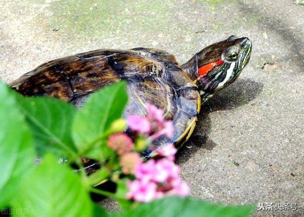 我的小院生活之，可爱巴西龟的大全-第2张
