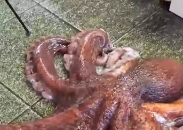 顶级厨师处理巨型大章鱼（世界上最大的章鱼吃法）-第1张