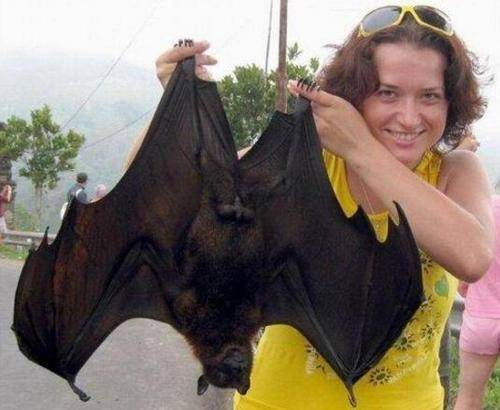世界上最大的蝙蝠（世界上最大的蝙蝠有多长）-第6张