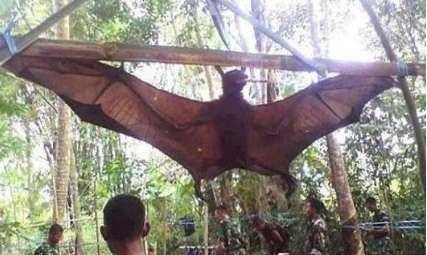 世界上最大的蝙蝠（世界上最大的蝙蝠有多长）-第5张