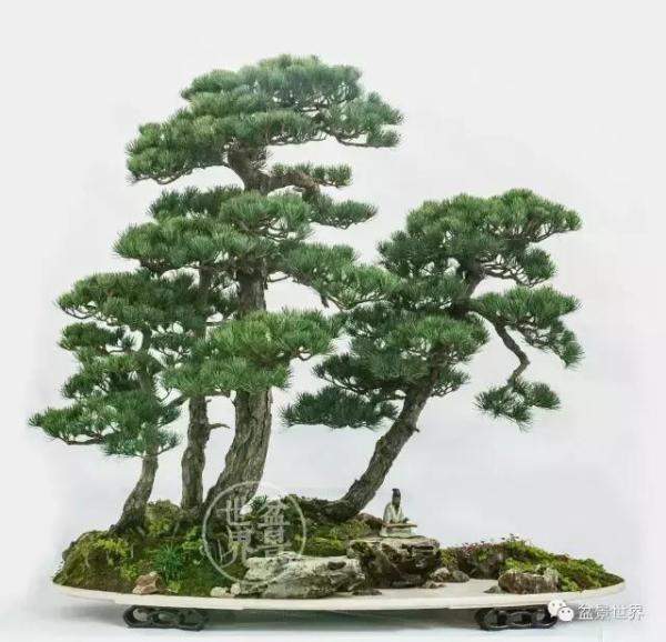 松林野，最美的100盆松树盆景建议收藏-第3张