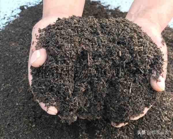 盆栽鲜花需要松针腐熟作营养土（室内哪些花卉土壤可以配制松针）-第1张
