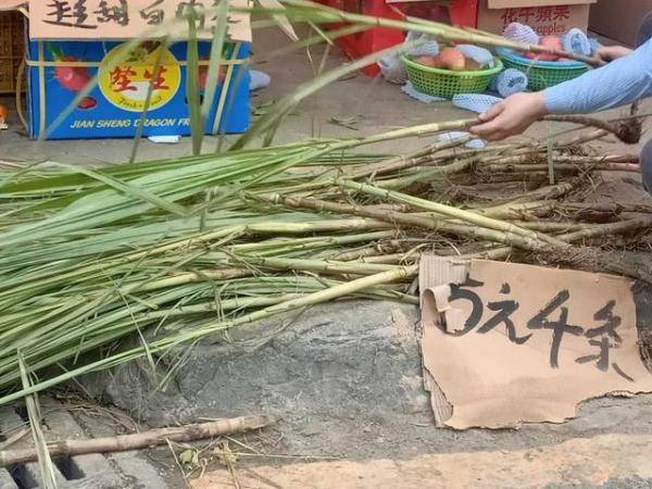 在江门五邑过年必备的甘蔗，漳州青草蔗制作方法-第1张