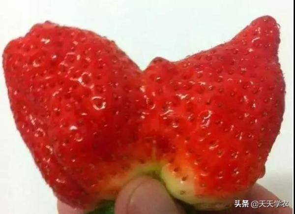 怎么才能减少草莓畸形果，草莓出现畸形果怎么解决-第2张
