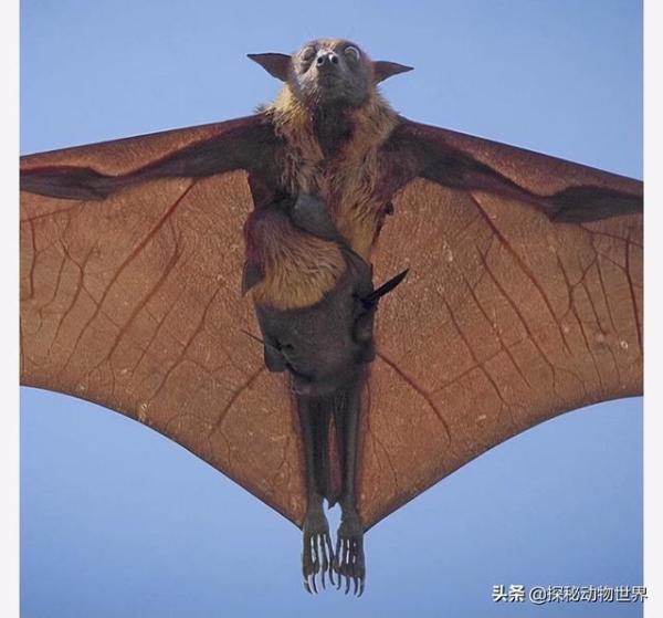 世界上最大的蝙蝠（世界上最大的蝙蝠叫什么）-第2张