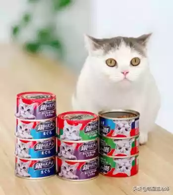 只知道给猫喂罐头是对它好（给幼猫吃猫罐头要吃什么罐头）-第10张