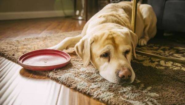 经常听说狗狗因为的肝病而离世，导致狗狗肝脏有问题的原因-第6张