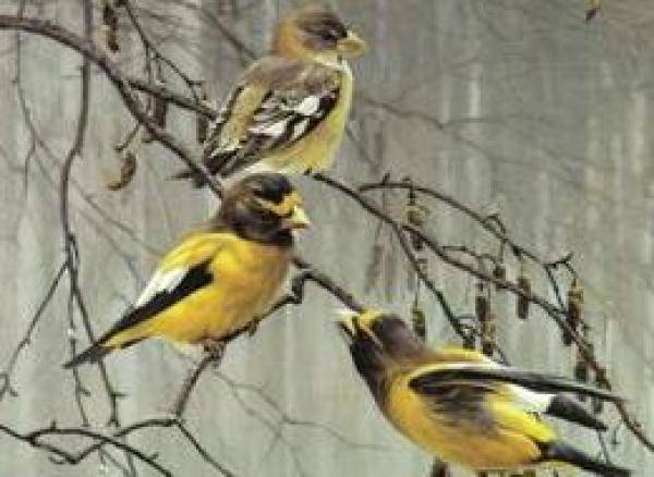 黄鹂和椋鸟科的饮食习惯以及饲养方法，黄鹂鸟吃什么东西长得快-第1张