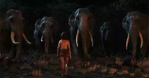 一头怀孕的大象（大象转圈后跪地而亡）-第6张