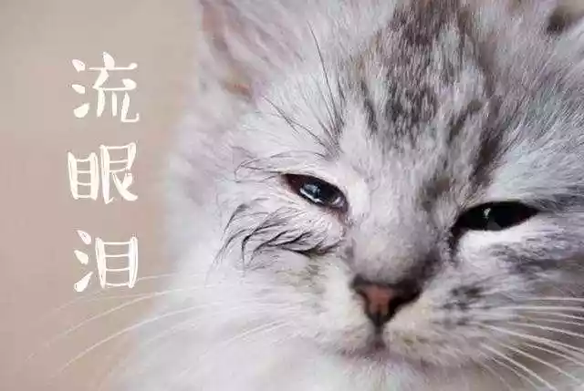 猫咪流泪不是因为感动到哭（避免猫咪流泪的办法）-第2张
