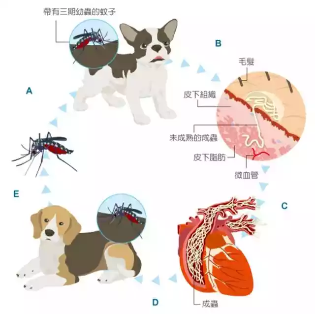 了解猫狗这6种常见体内寄生虫（猫狗驱虫体内体外哪种安全效果好）-第10张