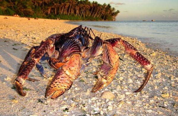 世界上还有这么多美味的螃蟹（又能观赏又能吃的螃蟹）-第30张